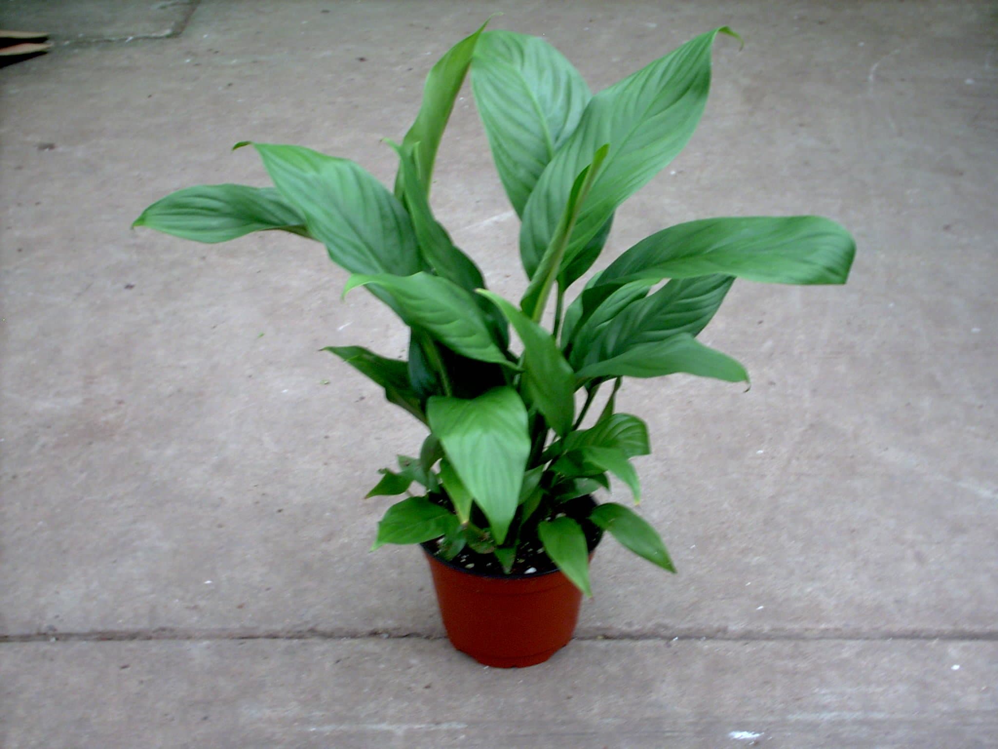 Spathiphyllum (Peace Lily) 6" Pot x 24" Tall