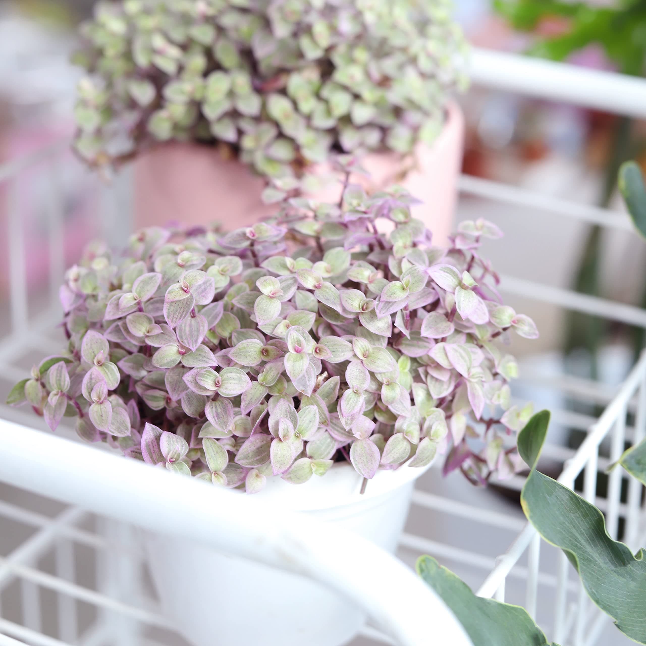 Callisia Repens 'Pink Lady' (Turtle Vine) | Pink Panther Succulent for Sale | Live Healthy Unique Creeping Succulents (4 inch)