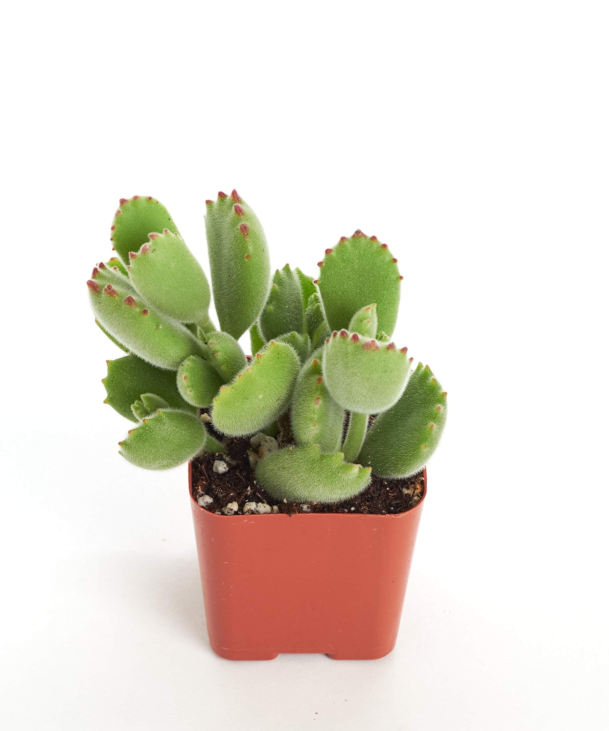 Shop Succulents Cotyledon Tomentosa 'Bear Paw' 2In Plant