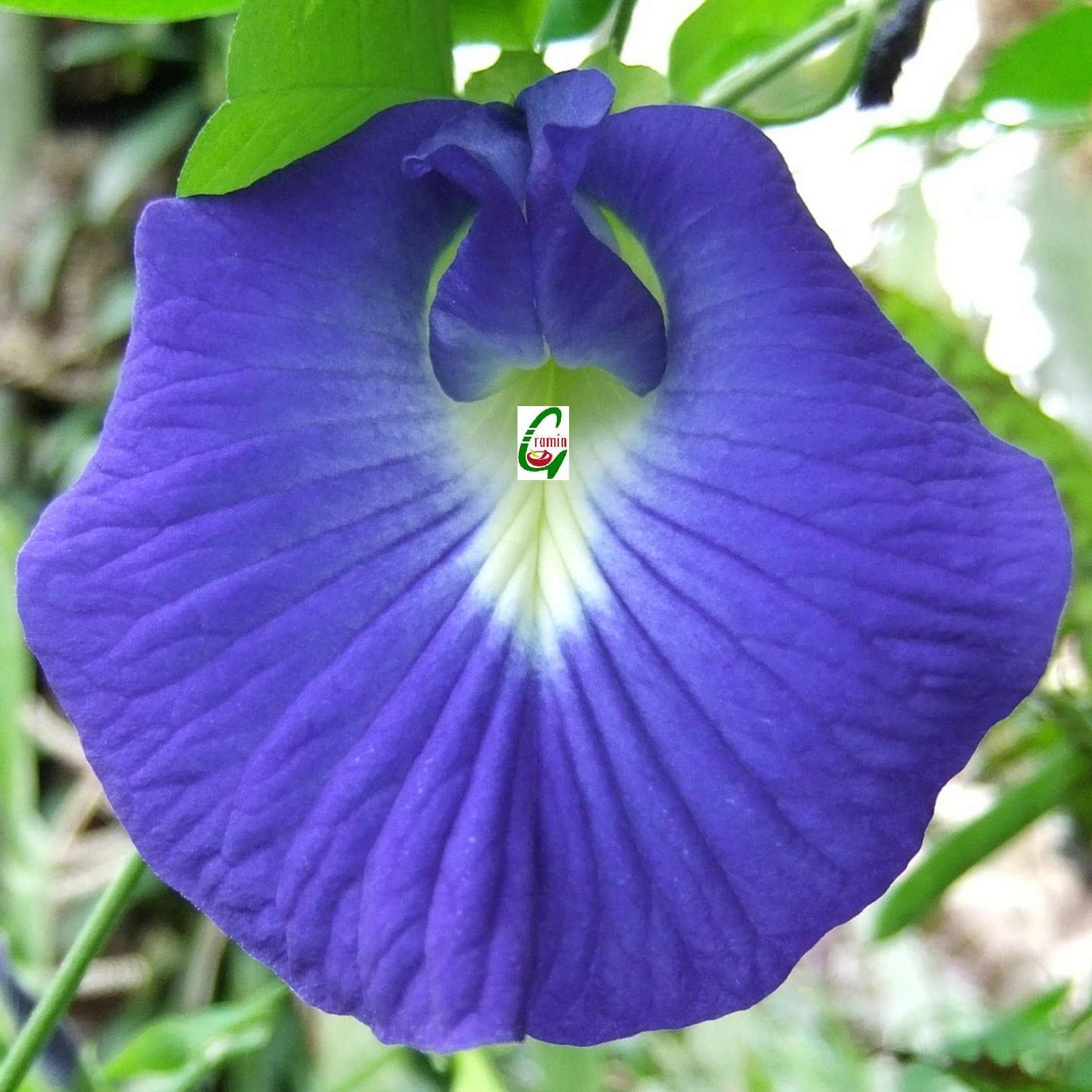 Seedstores : Clitoria Ternatea Ethnic Aparajita Butterfly Pea or Blue Clitoria Flower 10 Seeds for Growing