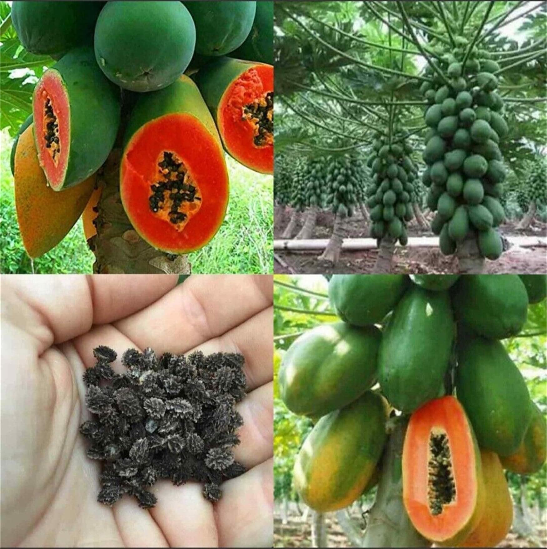 Garden Plant Seed 30+ Papaya Seeds Dwarf Waimanalo Papaya Tropical Fruit Seed Carica Papaya Tick Fruit