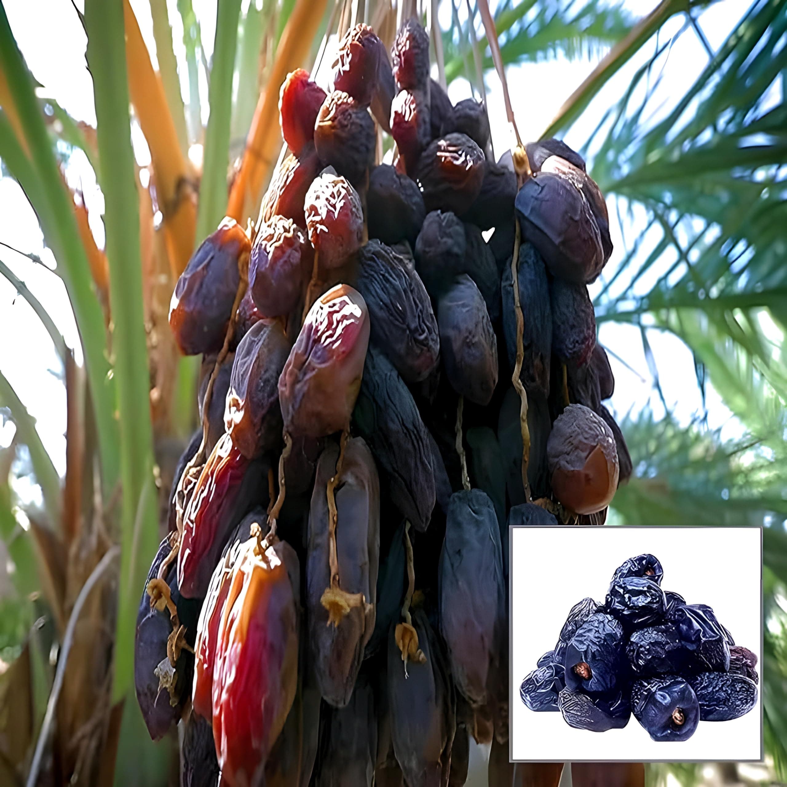 Arabian Dates Tissue Culture Dates plant Arabin Variety Live Healthy Imported Hybrid Quality Plant & Tree Pack of 1 || For home garden plant