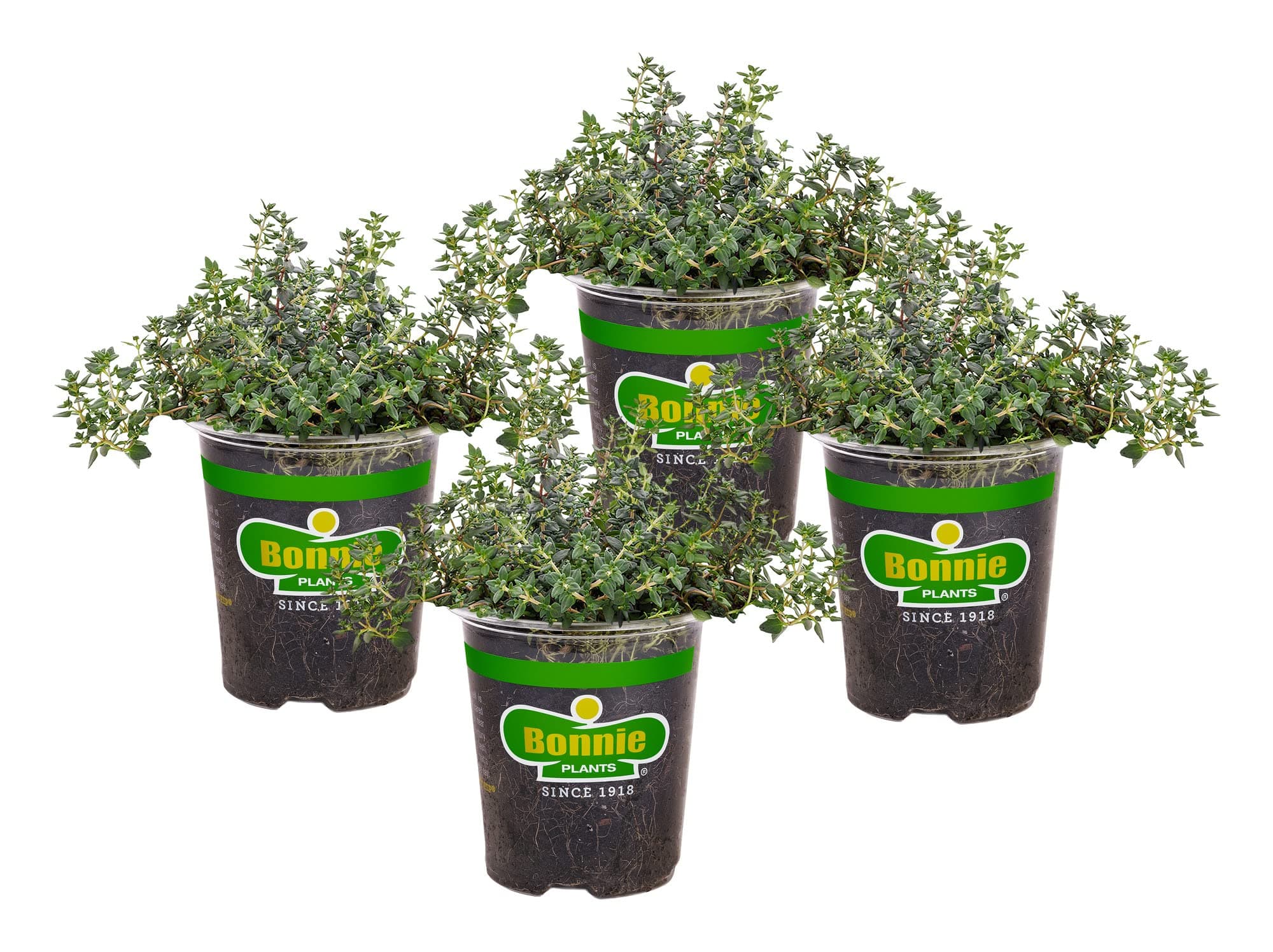 German Thyme Live Herb Plants - 4 Pack, Perennial In Zones 5 to 9, In Bouquet Garni; Aromatic Dishes