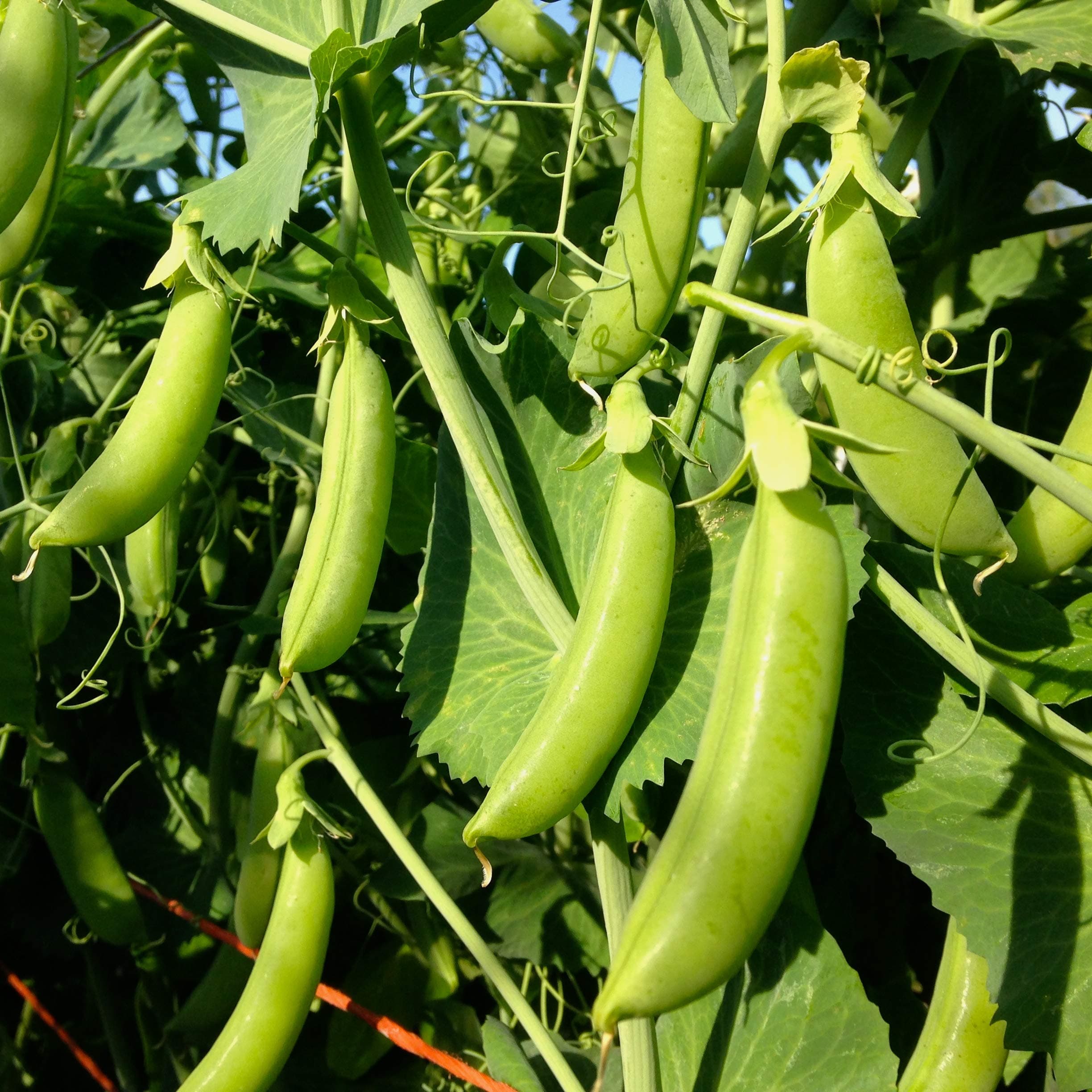 120 Cascadia Sugar Snap Pea Seeds for Planting Heirloom Non GMO 1 Ounce of Seeds Garden Vegetable Bulk Survival