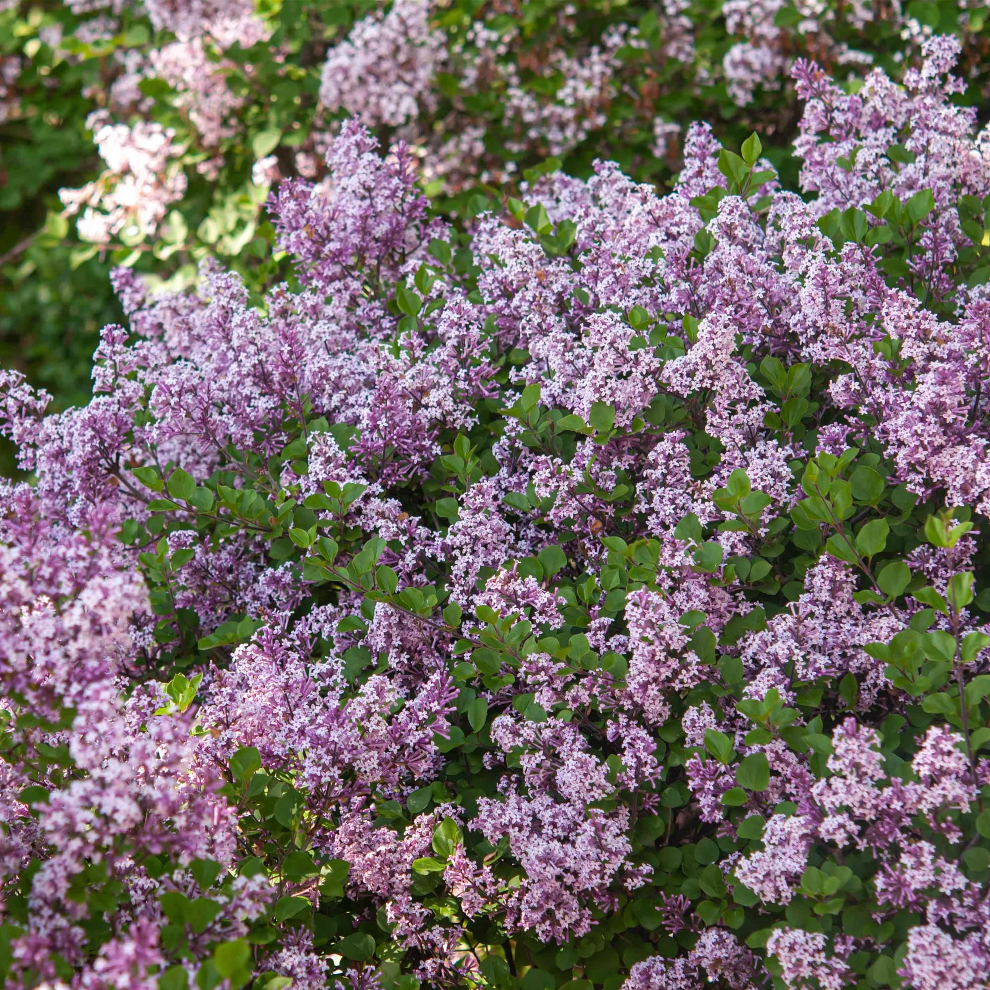 Syringa Miss Kim | Dwarf Lilac Deciduous Garden Shrub Purple Flowers in Plant Pot (9cm Pot, 20-30cm)