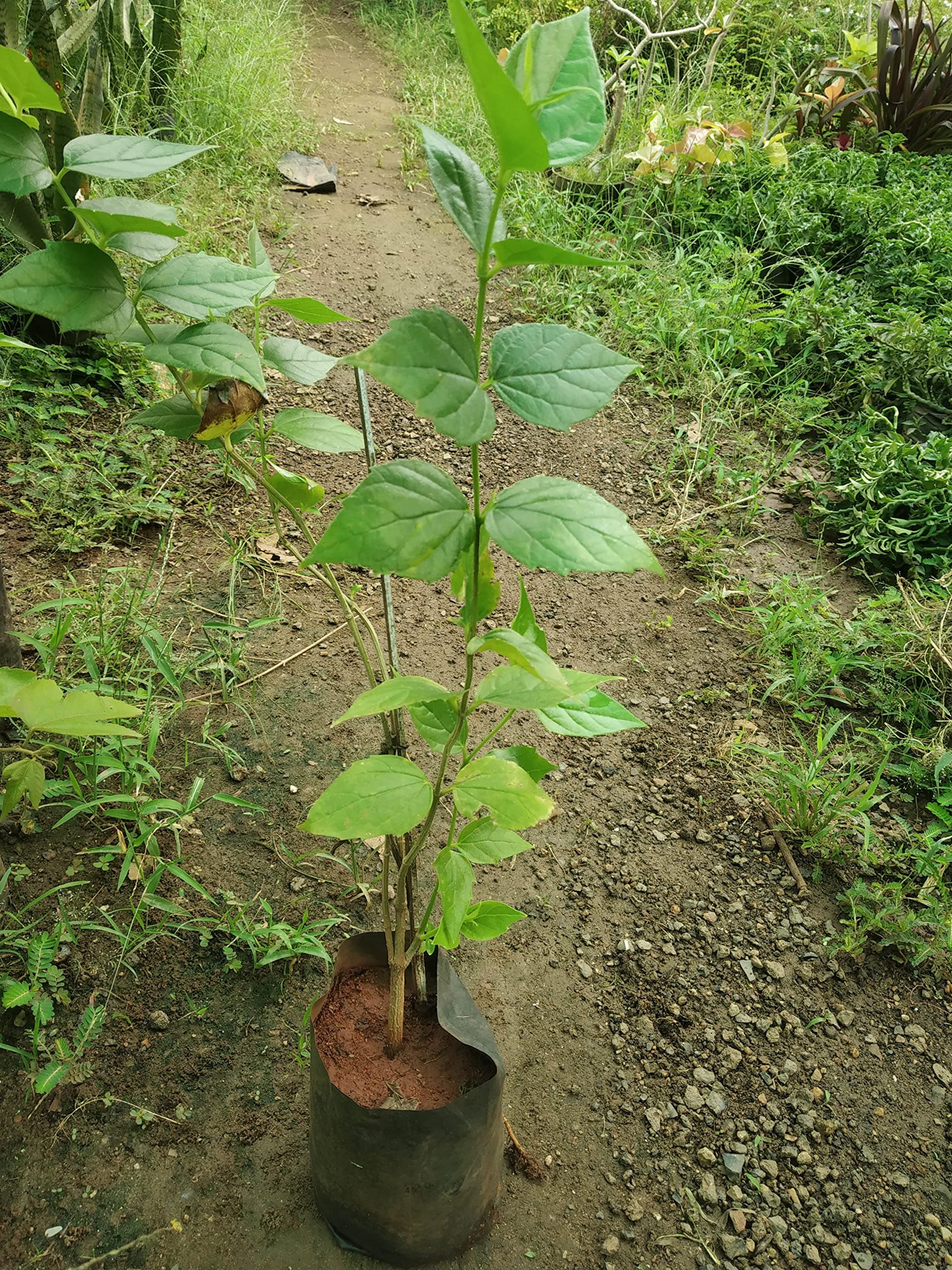 Nyctanthes Arbor-Tristis Plant / ???????? ???? / Night Flowering Jasmine Plant/Flower of West Bengal Plant/Harshringar Parijatak Plant 1 No.