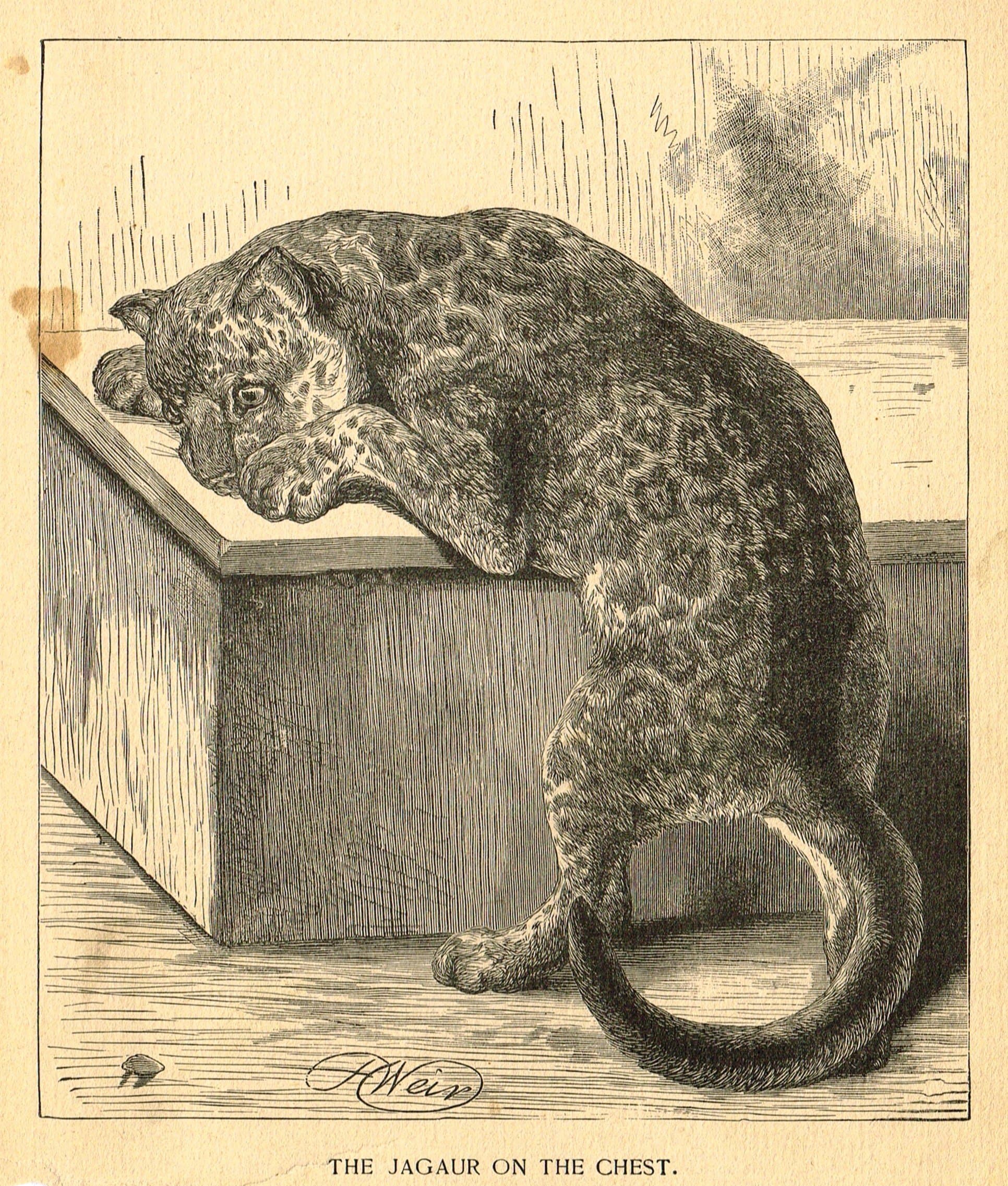 Sandtique Rare Prints Roe's Illustrated Book of Animals - The JAGAUAR ON The Chest - Woodcut - 1892
